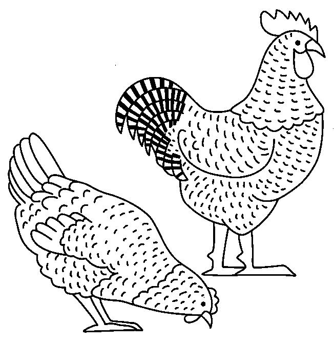 galline disegni da colorare per adulti