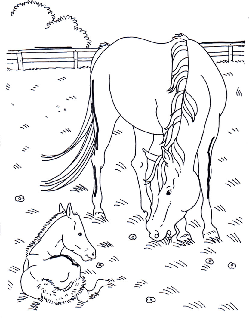 Cavallo 16 disegni da colorare per adulti for Immagini di cavalli da disegnare