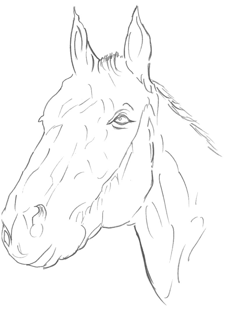 Cavallo 17 disegni da colorare per adulti for Immagini di cavalli da disegnare