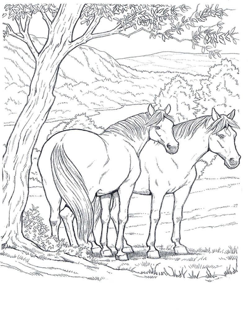 Cavallo 4 disegni da colorare per adulti for Immagini di cavalli da disegnare