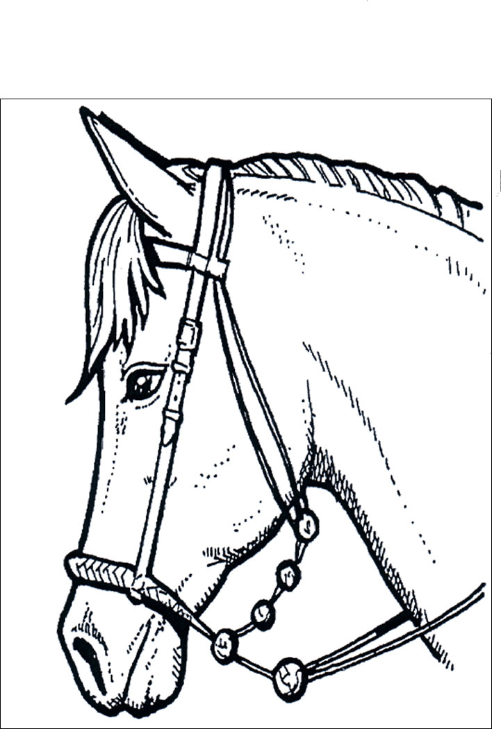 Cavallo 44 disegni da colorare per adulti for Immagini di cavalli da disegnare