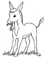 disegni/animali_della_fattoria/asinello.jpg