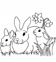 disegni/animali_della_fattoria/conigli.jpg