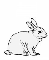 disegni/animali_della_fattoria/coniglio_rabbit_2.jpg