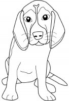 disegni/cane/beagle.jpg