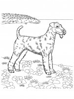 disegni/cane/cane_da_colorare_00.jpg