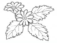 disegni/fiori/anemone.JPG