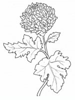 disegni/fiori/crisantemo9650.JPG