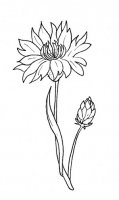 disegni/fiori/fiordaliso9650.JPG