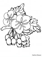 disegni/fiori/fiori_58.JPG