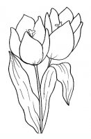 disegni/fiori/tulipano.JPG
