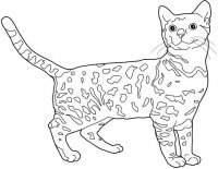 disegni/gatti/bangala.jpg