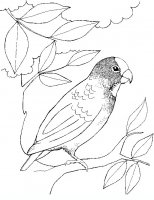 disegni/uccelli/an-uccello7.JPG