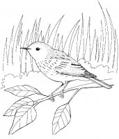 disegni/uccelli/an-uccello8.JPG