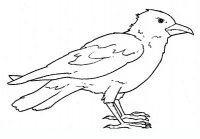 disegni/uccelli/uccelli_b9664.JPG