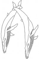 disegni/animali_acquatici/balena.jpg