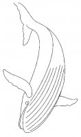 disegni/animali_acquatici/balena_da_colorare.jpg