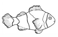 disegni/animali_acquatici/clownfish.JPG