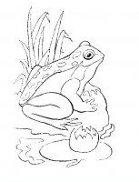 disegni/animali_acquatici/pesci_11.JPG