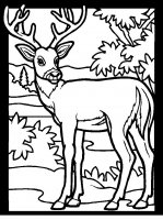 disegni/animali_del_bosco/color-deer2.JPG