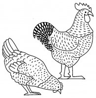 disegni/animali_della_fattoria/galline.jpg