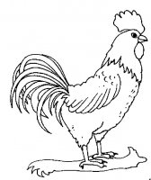 disegni/animali_della_fattoria/gallo_12.jpg