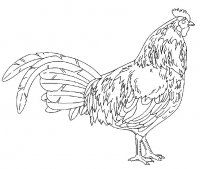 disegni/animali_della_fattoria/gallo_cedrone.jpg