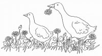 disegni/animali_della_fattoria/geese.jpg