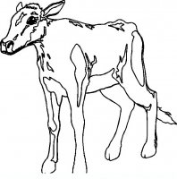 disegni/animali_della_fattoria/mucche_24.JPG
