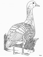 disegni/animali_della_fattoria/nene.JPG