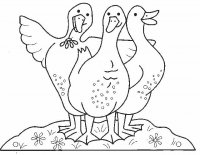 disegni/animali_della_fattoria/oche_geese.jpg