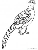 disegni/animali_della_fattoria/pheasant.JPG