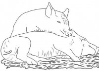 disegni/animali_della_fattoria/pigs.jpg