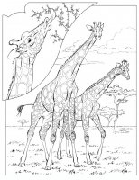 disegni/animali_della_savana/animali_savana_1.JPG