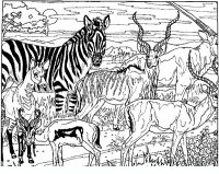 disegni/animali_della_savana/animali_savana_24.JPG