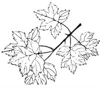 disegni/autunno/autunno_x77.JPG