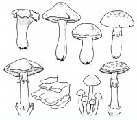 disegni/autunno/funghi49650.JPG