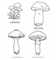 disegni/autunno/funghi9650.JPG