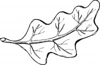 disegni/autunno/leaf_coloring_page.gif
