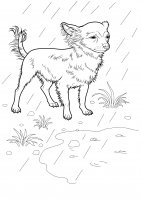 disegni/cane/cane_da_colorare_03.jpg