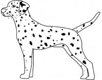 disegni/cane/dalmata.jpg