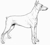 disegni/cane/doberman.jpg