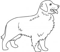 disegni/cane/golden_retriever.jpg