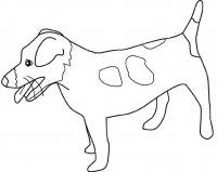 disegni/cane/jack_russell_terrier.jpg