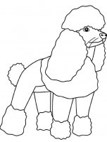 disegni/cane/poodle.jpg