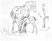 disegni/cavalli/cavallo_13.jpg