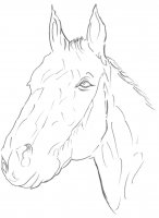 disegni/cavalli/cavallo_17.jpg