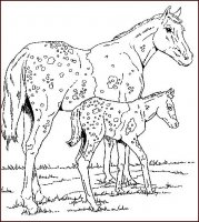 disegni/cavalli/cavallo_73.jpg