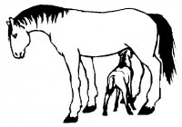 disegni/cavalli/cavallo_97.jpg