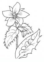 disegni/fiori/borragine.JPG